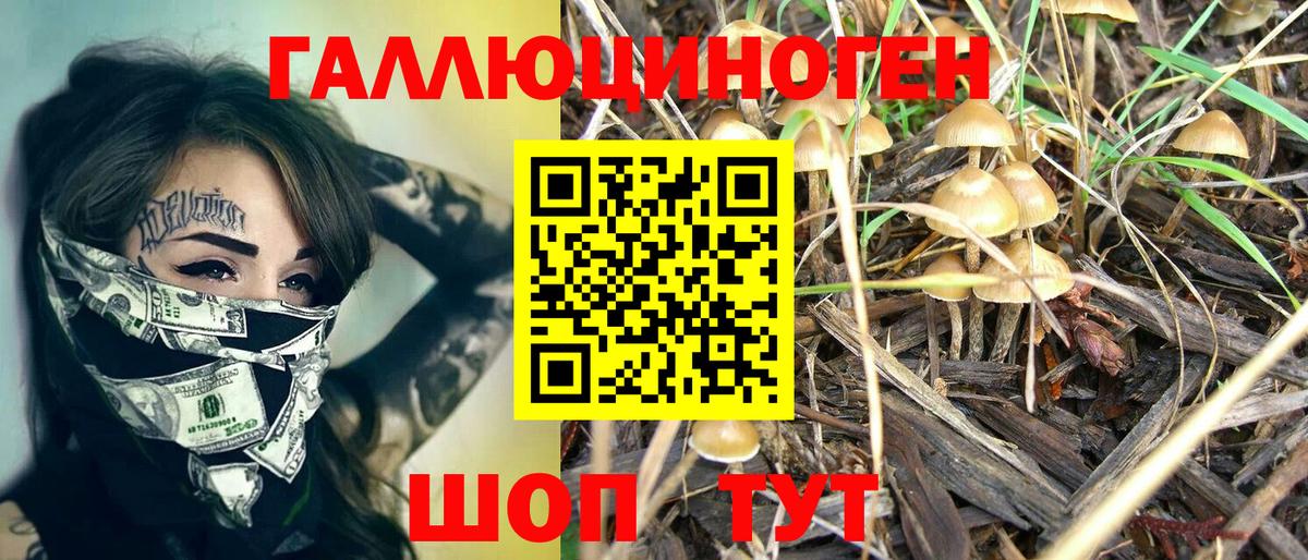 Чистополь  Галлюциногенные грибы Psilocybe  Вход с VPN 